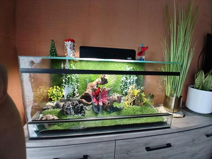 Salamanders, Dieren en Toebehoren, Reptielen en Amfibieën | Toebehoren, Ophalen