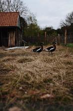 Gezocht: vrouw roodhalsgans, Dieren en Toebehoren, Vogels | Overige Vogels, Vrouwelijk