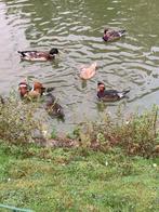 Mandarijneenden, Dieren en Toebehoren, Mei, Meerdere dieren