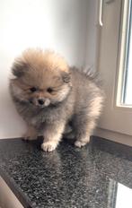 Pomeranian Pups | 4 Teefjes | Eigen nest, Dieren en Toebehoren, Keeshond, 8 tot 15 weken, Teef, Meerdere