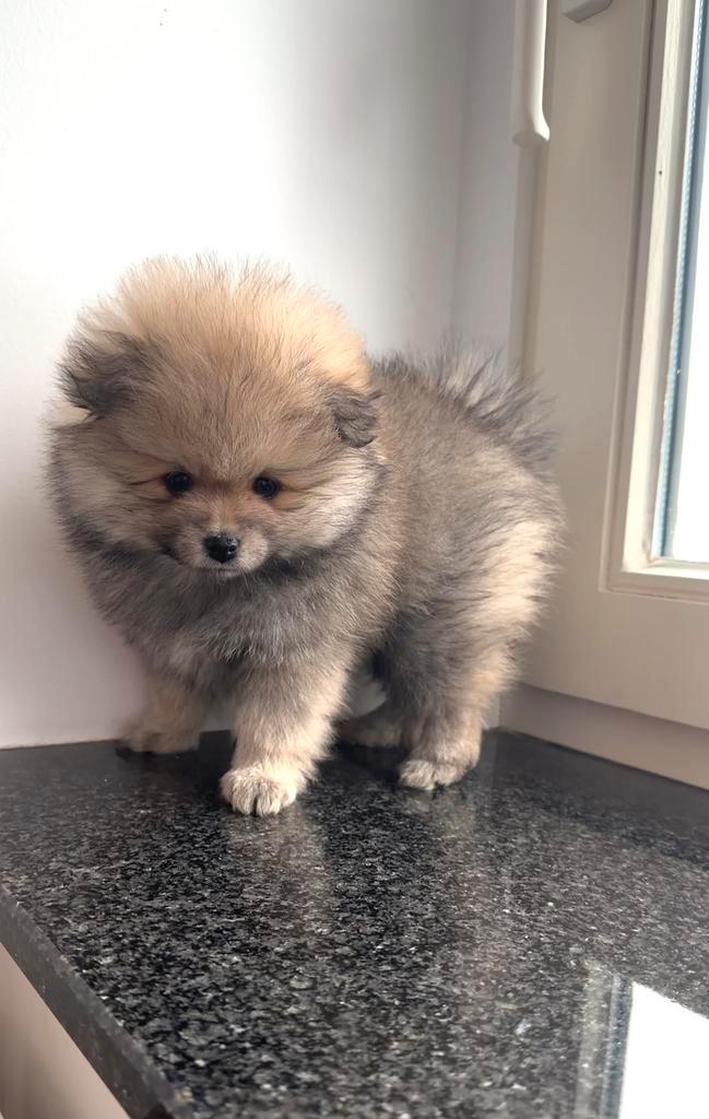Pomeranian Pups | 3 Teefjes | Eigen nest, Dieren en Toebehoren, Honden | Poolhonden, Keeshonden en Oertypen, Teef, Keeshond, Particulier