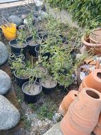 krulwilg in pot, Tuin en Terras, Ophalen, In pot