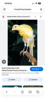 Gezocht zuid hollandse frise, Dieren en Toebehoren, Meerdere dieren, Postuurkanarie