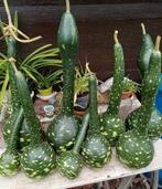 Kalabassen, Huis en Inrichting, Ophalen