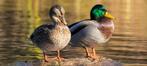 wilde eenden, Dieren en Toebehoren, Meerdere dieren, Eend