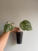 Monstera Deliciosa Albo Variegata #9, Ophalen of Verzenden