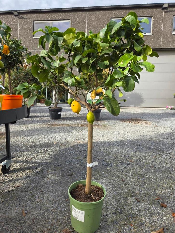 Citrus citroen 4 seizoenen, Jardin & Terrasse, Plantes | Arbres fruitiers, Enlèvement