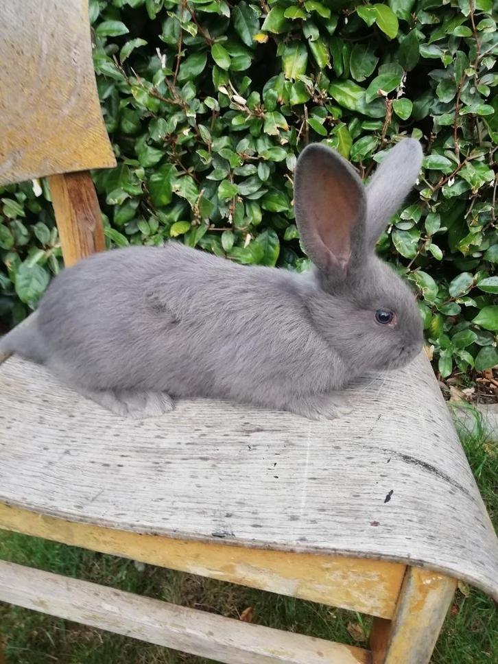Groot Lotharingers raszuivere konijnen, Dieren en Toebehoren, Konijnen, Groot