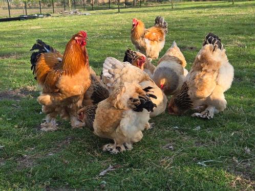 Brahma Colombia zwart&blauw buff groothoenders broedeieren, Dieren en Toebehoren, Pluimvee
