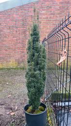 Taxus baccata zuilvorm spotgoedkoop, Enlèvement, Taxus