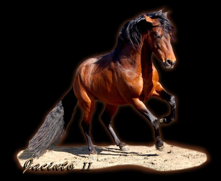 UNIEKE KANS – DOE EEN BOD OP DE VOLLEDIGE SPERMASTOCK!, Dieren en Toebehoren, Paarden en Pony's | Dekhengsten en Fokmerries, Hengst