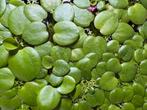 Amazon Frogbit (Limnobium laevigatum), Ophalen, Nieuw, Plant(en), Steen of Hout