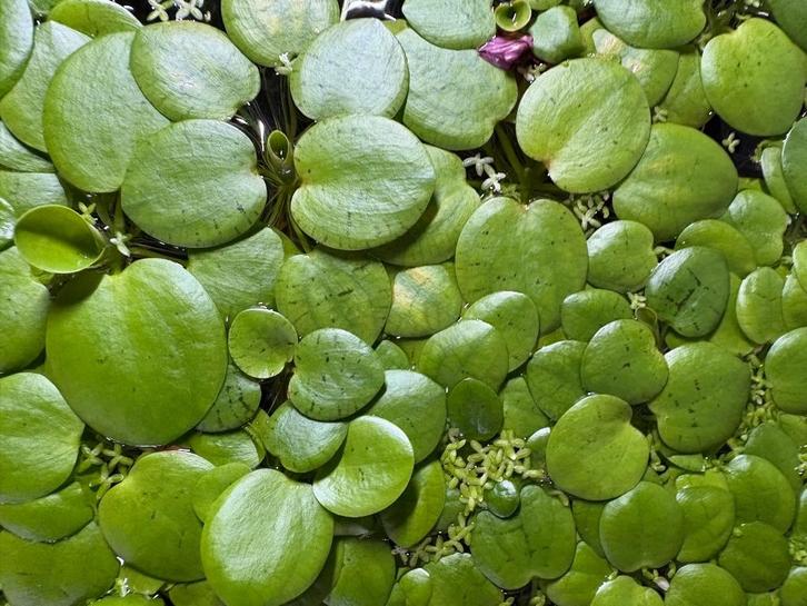 Amazon Frogbit (Limnobium laevigatum), Dieren en Toebehoren, Vissen | Aquaria en Toebehoren, Nieuw, Plant(en), Steen of Hout, Ophalen
