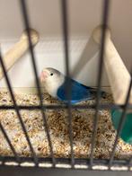 Fischeri 2025, Dieren en Toebehoren, Vrouwelijk, Dwergpapegaai of Agapornis, Geringd