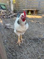 Mooie haan, een Sussex. 4 maanden oud., Dieren en Toebehoren, Pluimvee, Kip