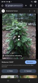 Gezocht : Wollemi-den ((Wollemianobilis)), Tuin en Terras, Planten | Bomen, Ophalen of Verzenden, Overige soorten