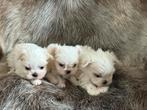 Maltezer pupjes, Dieren en Toebehoren, België, Maltezer, CDV (hondenziekte), 8 tot 15 weken