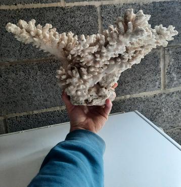 Très gros corail ! 