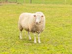 Mooie 3 jaar oud ram, ras Vlaams Schaap, Mouton