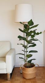 Ficus benghalensis audrey  130 cm, 100 tot 150 cm, Ficus, Ophalen