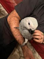 Roodstaart pop 4 maanden, Dieren en Toebehoren, Vogels | Parkieten en Papegaaien, Vrouwelijk