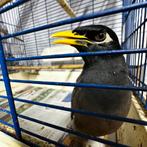 MARINA, Jardin & Terrasse, Maisons & Bains d'oiseaux, Enlèvement