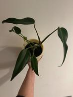 Monstera Burle Marx Flame, Huis en Inrichting, Kamerplanten, Ophalen of Verzenden