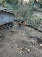 Jonge leg kippen, Dieren en Toebehoren, Pluimvee, Vrouwelijk, Kip