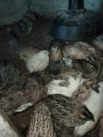 Kwartels, Meerdere dieren, Overige soorten