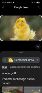 Recherche canari frisé !, Animaux & Accessoires, Oiseaux | Canaris, Mâle, Canari de couleur