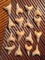 Fossiele haaientanden uit Marokko, Verzamelen, Mineralen en Fossielen, Ophalen of Verzenden, Fossiel