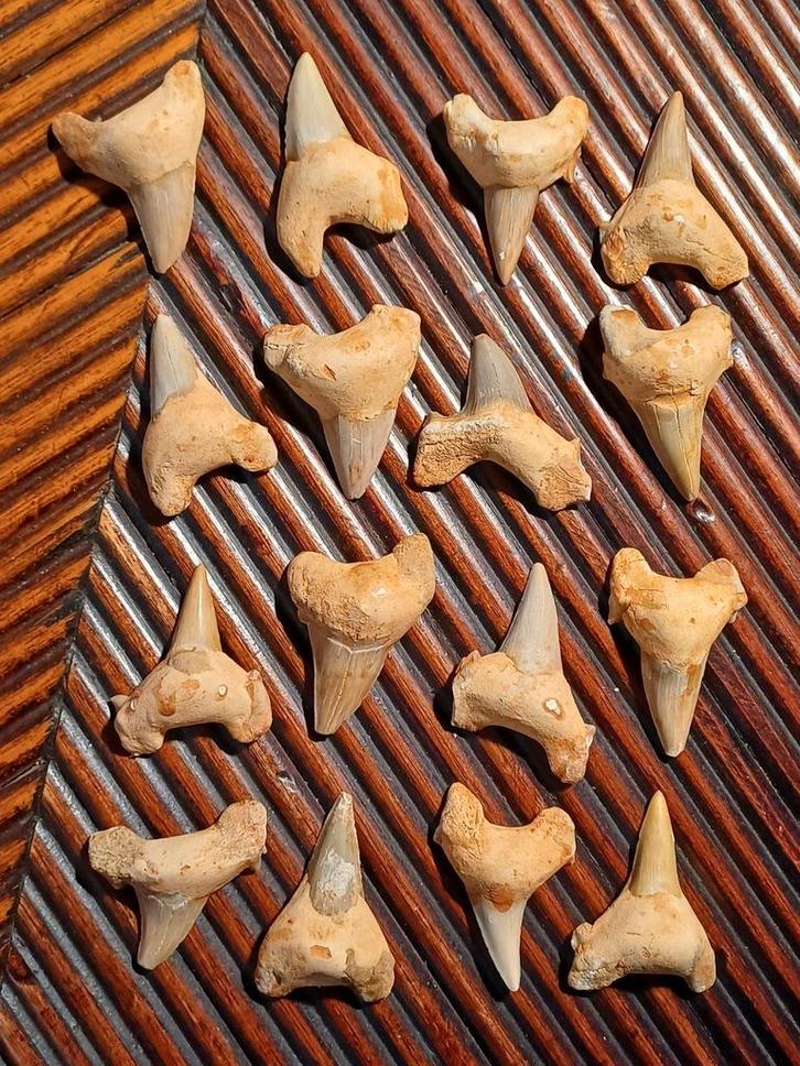 Fossiele haaientanden uit Marokko, Verzamelen, Mineralen en Fossielen, Fossiel, Ophalen of Verzenden