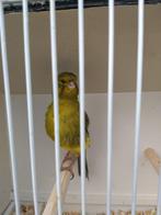 kanarie, Animaux & Accessoires, Oiseaux | Canaris, Mâle, Canari de posture