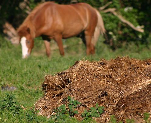 Fumier de cheval livré chez vous gratuitement, Jardin & Terrasse, Terre & Fumier, Fumier, Enlèvement