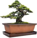 Decoratieve bloempot van keramiek voor bonsai GRATIS LEV, Tuin en Terras, Overige materialen, Verzenden, Rechthoekig, Binnen