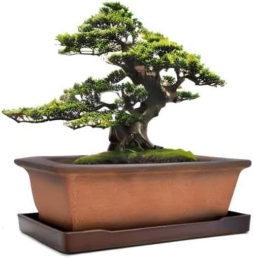 Decoratieve bloempot van keramiek voor bonsai GRATIS LEV, Tuin en Terras, Bloempotten, Nieuw, Overige materialen, Binnen, Minder dan 40 cm