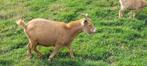 Dwerggeit, Dieren en Toebehoren, Schapen, Geiten en Varkens, Vrouwelijk, Geit, 3 tot 5 jaar