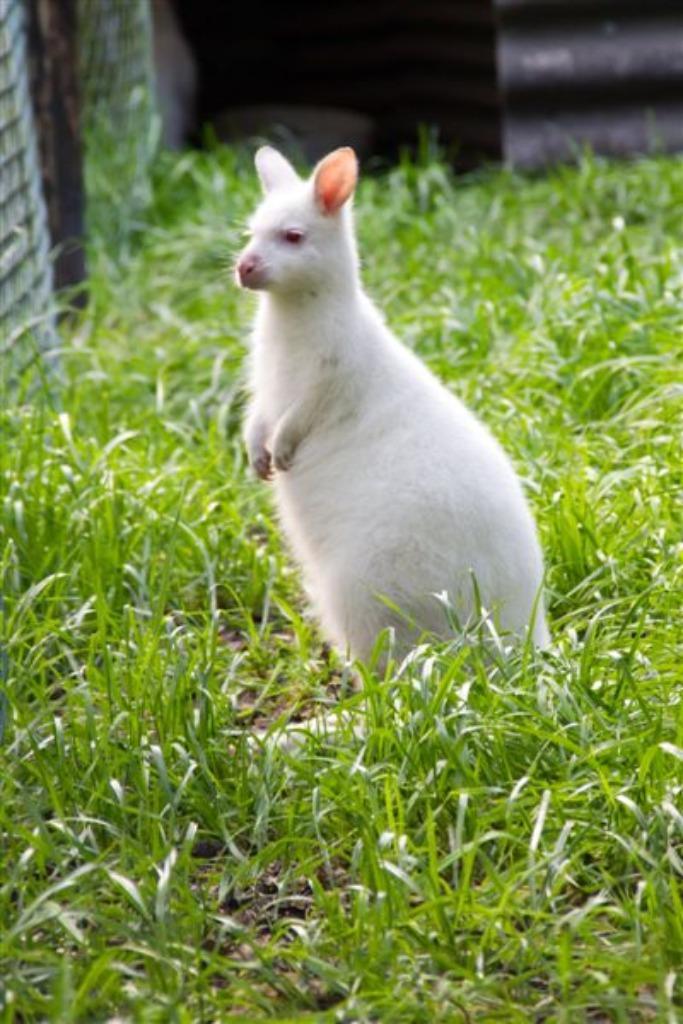 wallaby kangoeroe, Dieren en Toebehoren, Overige Dieren, Meerdere dieren, Mei