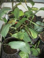 Epipremnum en Scindapsus planten, Ophalen, Overige soorten, Halfschaduw, Minder dan 100 cm