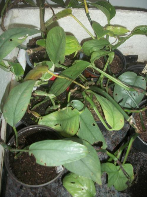 Epipremnum en Scindapsus planten, Huis en Inrichting, Kamerplanten, Overige soorten, Minder dan 100 cm, Halfschaduw, Ophalen