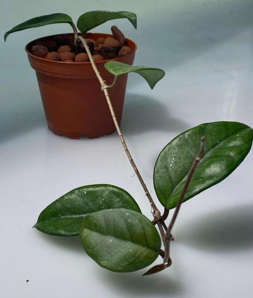 Hoya Fungii, Maison & Meubles, Plantes d'intérieur, Plante succulente, Moins de 100 cm, Envoi
