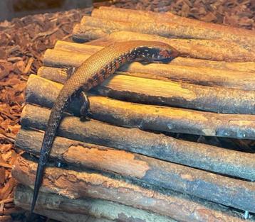 Scinque de feu disponible, Lézard, 0 à 2 ans