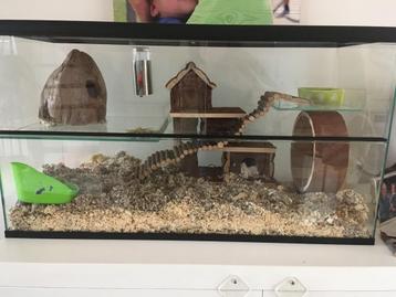 Glazen Hok voor Gerbil of Hamster – Luxe en Ruim Terrarium beschikbaar voor biedingen