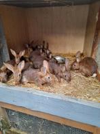 Zuiveras jongen haaskonijnen tien weken 15 euro, Dieren en Toebehoren, Konijnen