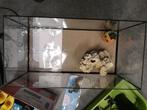 Acquarium met filter en alle producten en toebehoren., Ophalen of Verzenden, Gebruikt