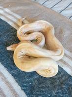 Koppel volwassen boa's, Dieren en Toebehoren, Reptielen en Amfibieën, Slang, Tam, 3 tot 6 jaar