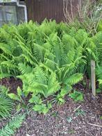 Varens - (kleine - middel - groot), Tuin en Terras, Planten | Tuinplanten, Ophalen, Varens