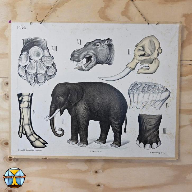 Vintage schoolplaat - Olifant en nijlpaard P1 26 Bye & Co, Antiquités & Art, Antiquités | Cartes scolaires, Enlèvement ou Envoi