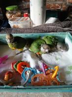 Bonte boer, Dieren en Toebehoren