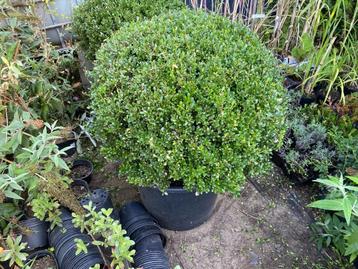 Ilex luxes Globe beschikbaar voor biedingen